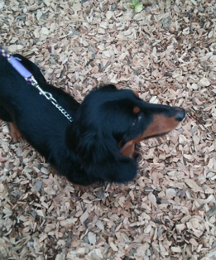 f:id:dog_life_saving:20150308120348j:image