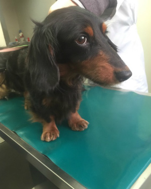 f:id:dog_life_saving:20150308120349j:image