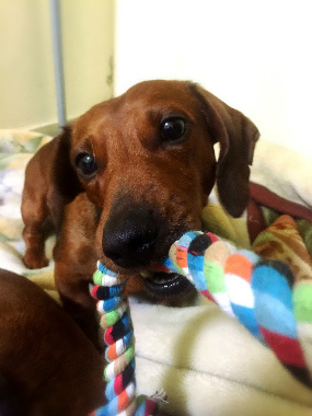 f:id:dog_life_saving:20150308120859j:image