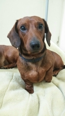 f:id:dog_life_saving:20150308120901j:image