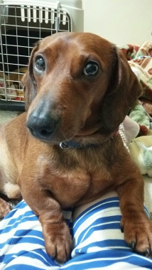 f:id:dog_life_saving:20150308120902j:image