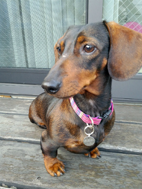 f:id:dog_life_saving:20150405202334j:image