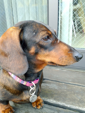 f:id:dog_life_saving:20150405202335j:image