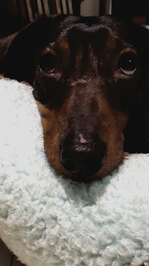 f:id:dog_life_saving:20150405202336j:image