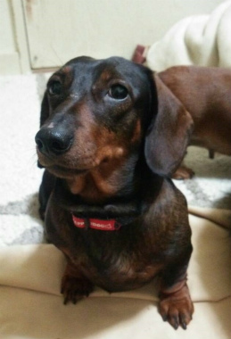f:id:dog_life_saving:20150405202337j:image