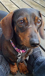 f:id:dog_life_saving:20150405202338j:image