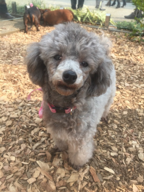 f:id:dog_life_saving:20150405205323j:image