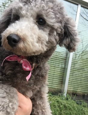 f:id:dog_life_saving:20150405210652j:image