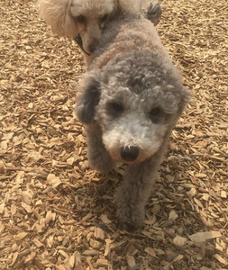 f:id:dog_life_saving:20150405210653j:image