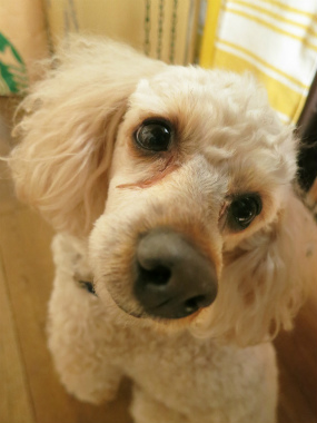 f:id:dog_life_saving:20150405211458j:image