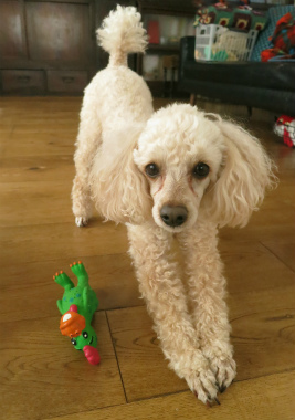 f:id:dog_life_saving:20150405211459j:image