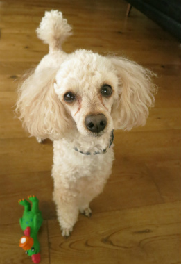 f:id:dog_life_saving:20150405211500j:image