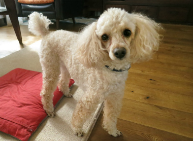 f:id:dog_life_saving:20150405211502j:image