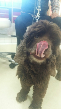 f:id:dog_life_saving:20150411204122j:image