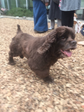 f:id:dog_life_saving:20150411204123j:image