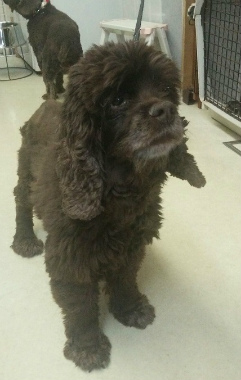 f:id:dog_life_saving:20150411204124j:image