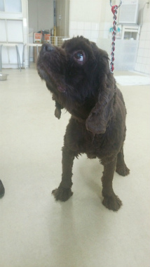 f:id:dog_life_saving:20150411210255j:image
