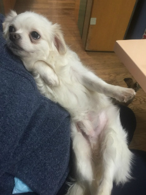f:id:dog_life_saving:20150527225741j:image f:id:dog_life_saving:20150527225741j:image