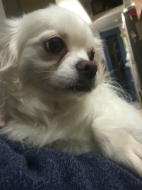 f:id:dog_life_saving:20150527225742j:image f:id:dog_life_saving:20150527225742j:image