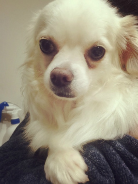 f:id:dog_life_saving:20150527225743j:image f:id:dog_life_saving:20150527225743j:image