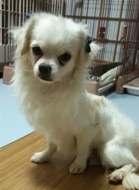 f:id:dog_life_saving:20150527225744j:image f:id:dog_life_saving:20150527225744j:image