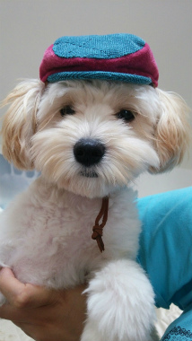 f:id:dog_life_saving:20150527233144j:image