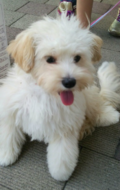 f:id:dog_life_saving:20150527233145j:image