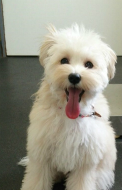f:id:dog_life_saving:20150527233146j:image
