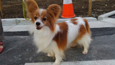 f:id:dog_life_saving:20150527234129j:image
