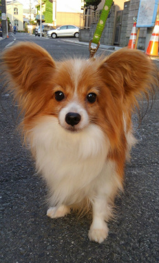 f:id:dog_life_saving:20150527234130j:image
