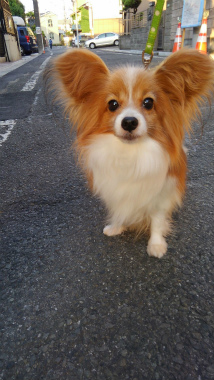 f:id:dog_life_saving:20150527234131j:image
