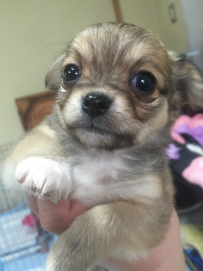 f:id:dog_life_saving:20150527235111j:image
