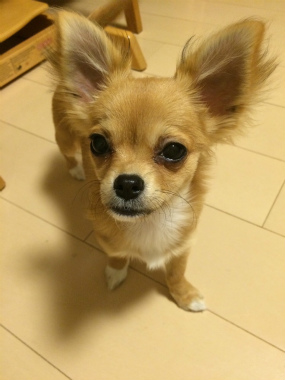 f:id:dog_life_saving:20150527235112j:image