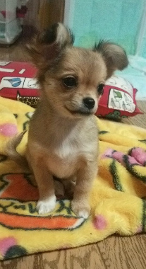 f:id:dog_life_saving:20150527235700j:image