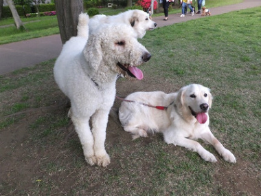 f:id:dog_life_saving:20150611070503j:image