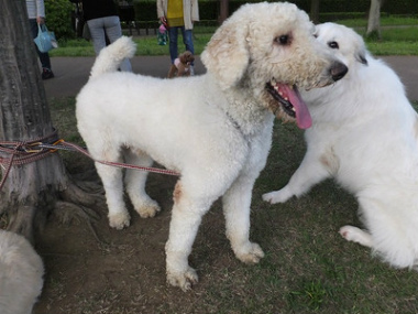 f:id:dog_life_saving:20150611070504j:image