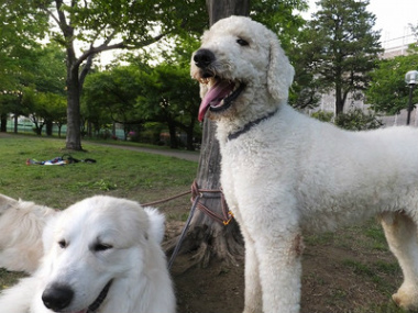 f:id:dog_life_saving:20150611070505j:image