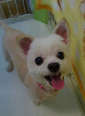 f:id:dog_life_saving:20150721214025j:image