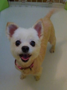 f:id:dog_life_saving:20150721214026j:image