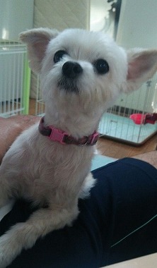 f:id:dog_life_saving:20150721214028j:image