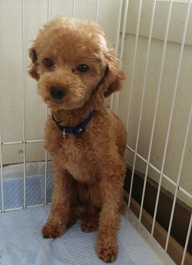 f:id:dog_life_saving:20150728203012j:image