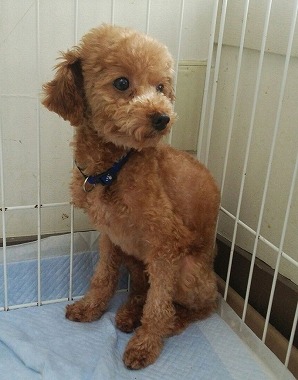 f:id:dog_life_saving:20150728203013j:image