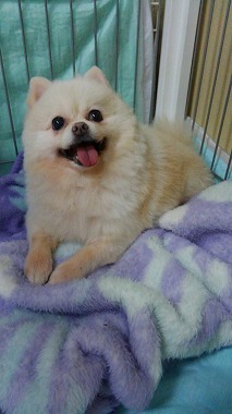 f:id:dog_life_saving:20150805140548j:image