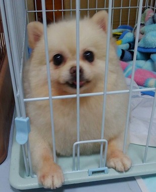 f:id:dog_life_saving:20150805140549j:image