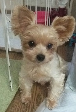 f:id:dog_life_saving:20150807142146j:image