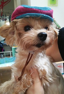 f:id:dog_life_saving:20150807142147j:image