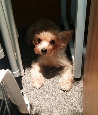 f:id:dog_life_saving:20150807142148j:image