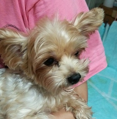 f:id:dog_life_saving:20150807142149j:image