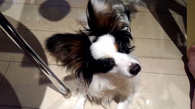 f:id:dog_life_saving:20150807142155j:image