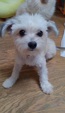 f:id:dog_life_saving:20150807142156j:image